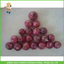 Good Quality Chinese Fresh Red Onion